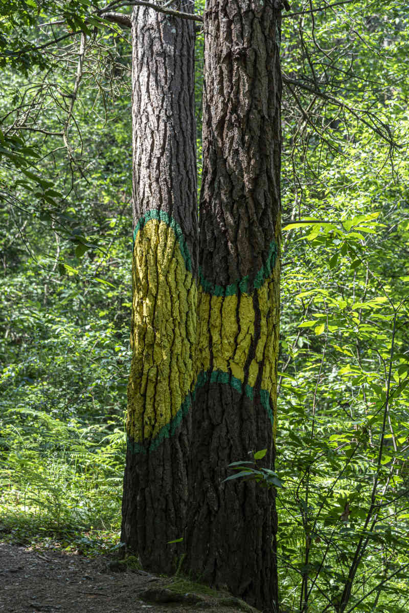 Vizcaya - Kortezubi 09 - bosque de Oma.jpg